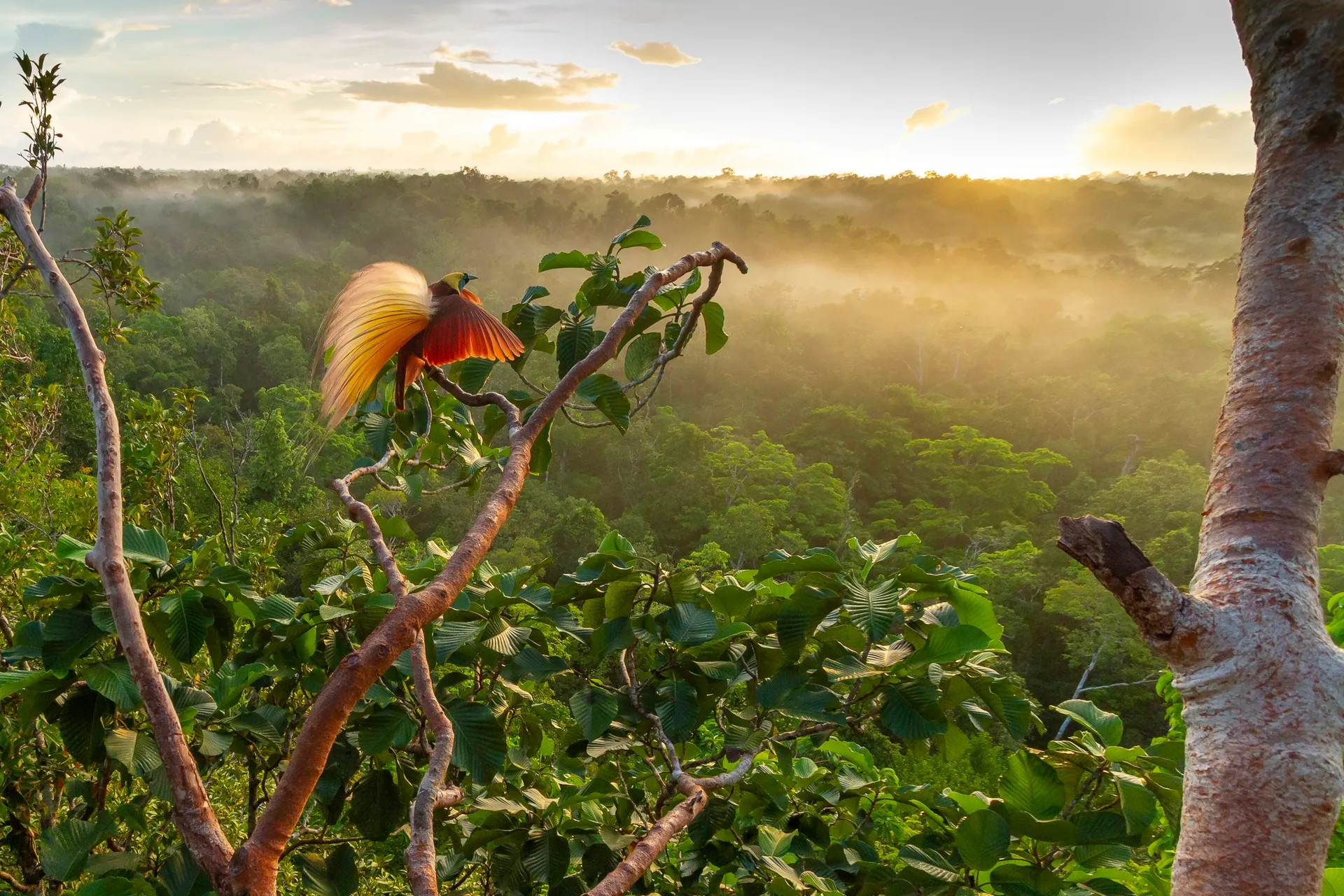 A bird-of-paradise at dawn over the rainforest