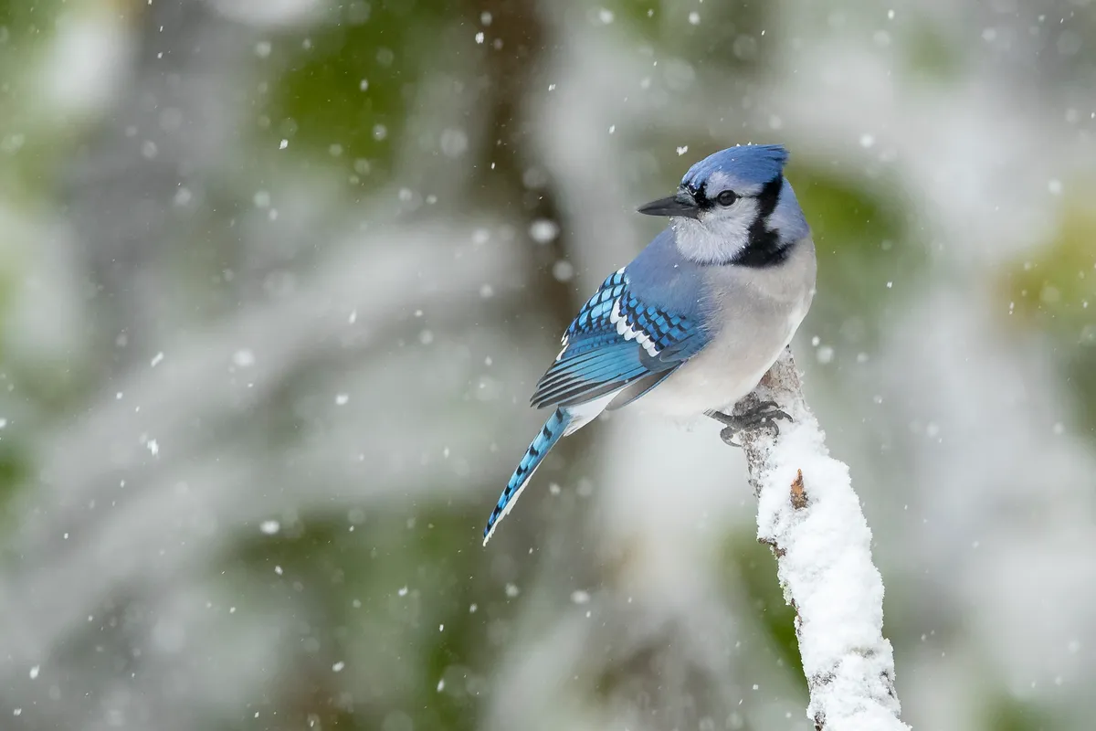 A blue jay perched on a snowy branch, a North American backyard bird