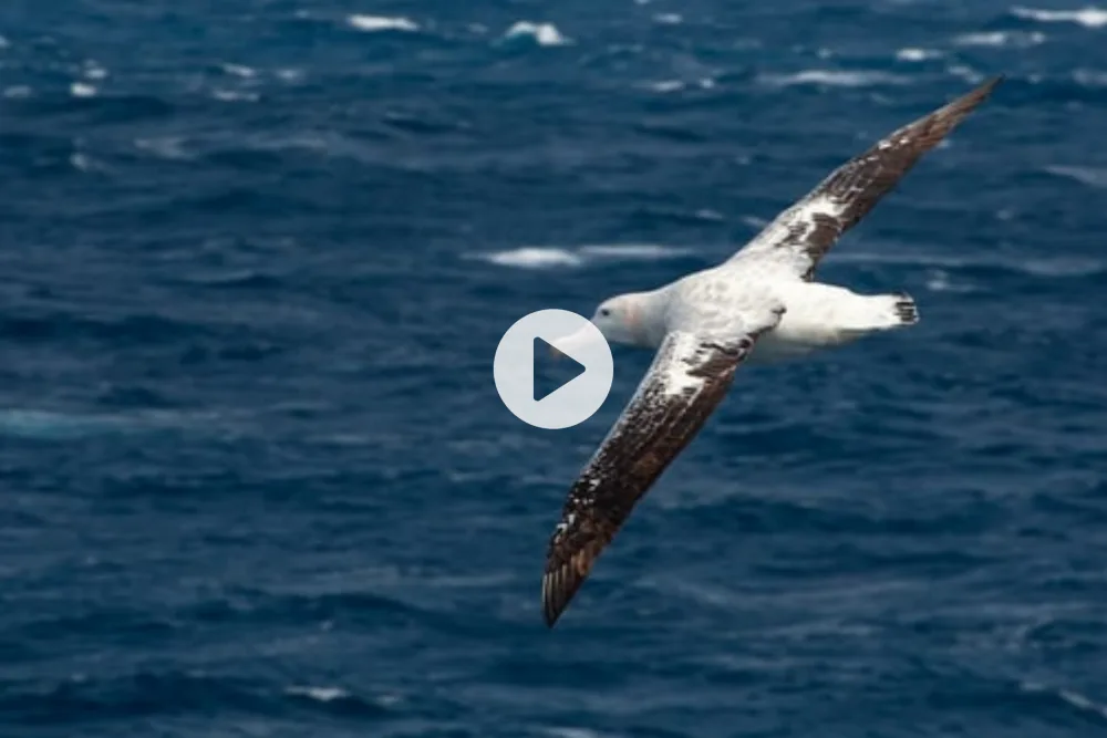 Part 7: Birds in flight