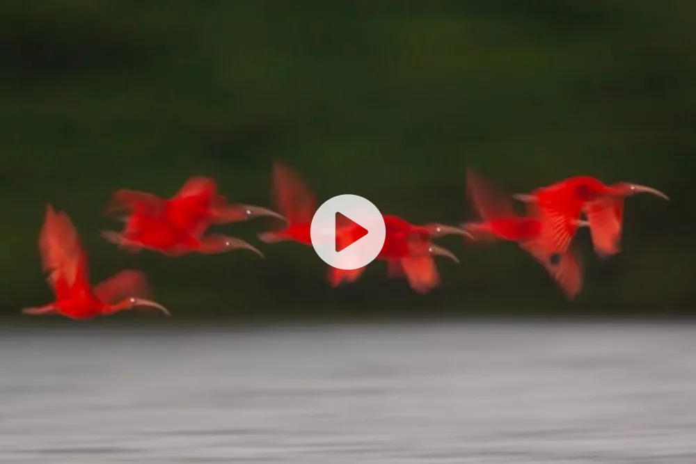Part 8: The art of motion
