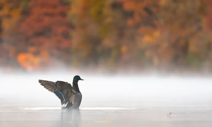A mallard stretching its wings on a misty pond, with autumn colors behind it