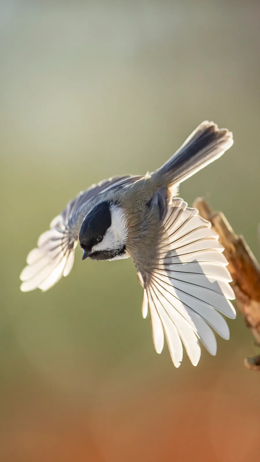 A black-capped chickadee landing at a branch with wings spread wide